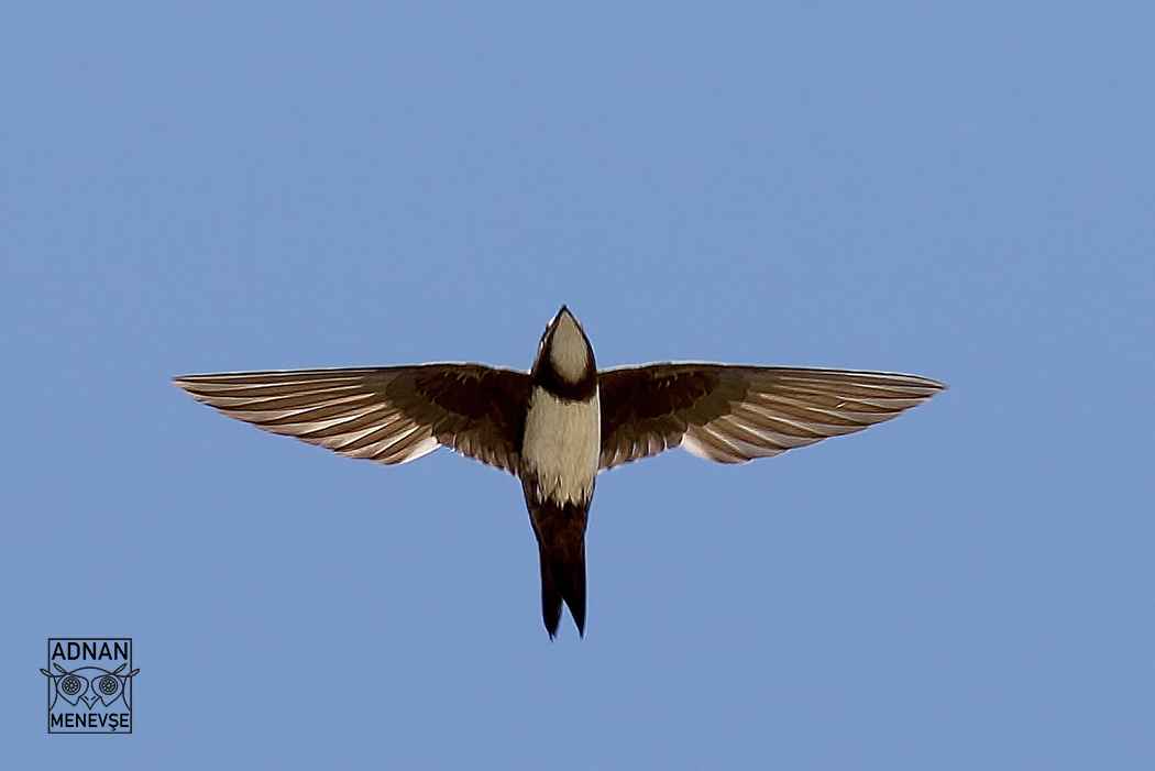 Alpine Swift
